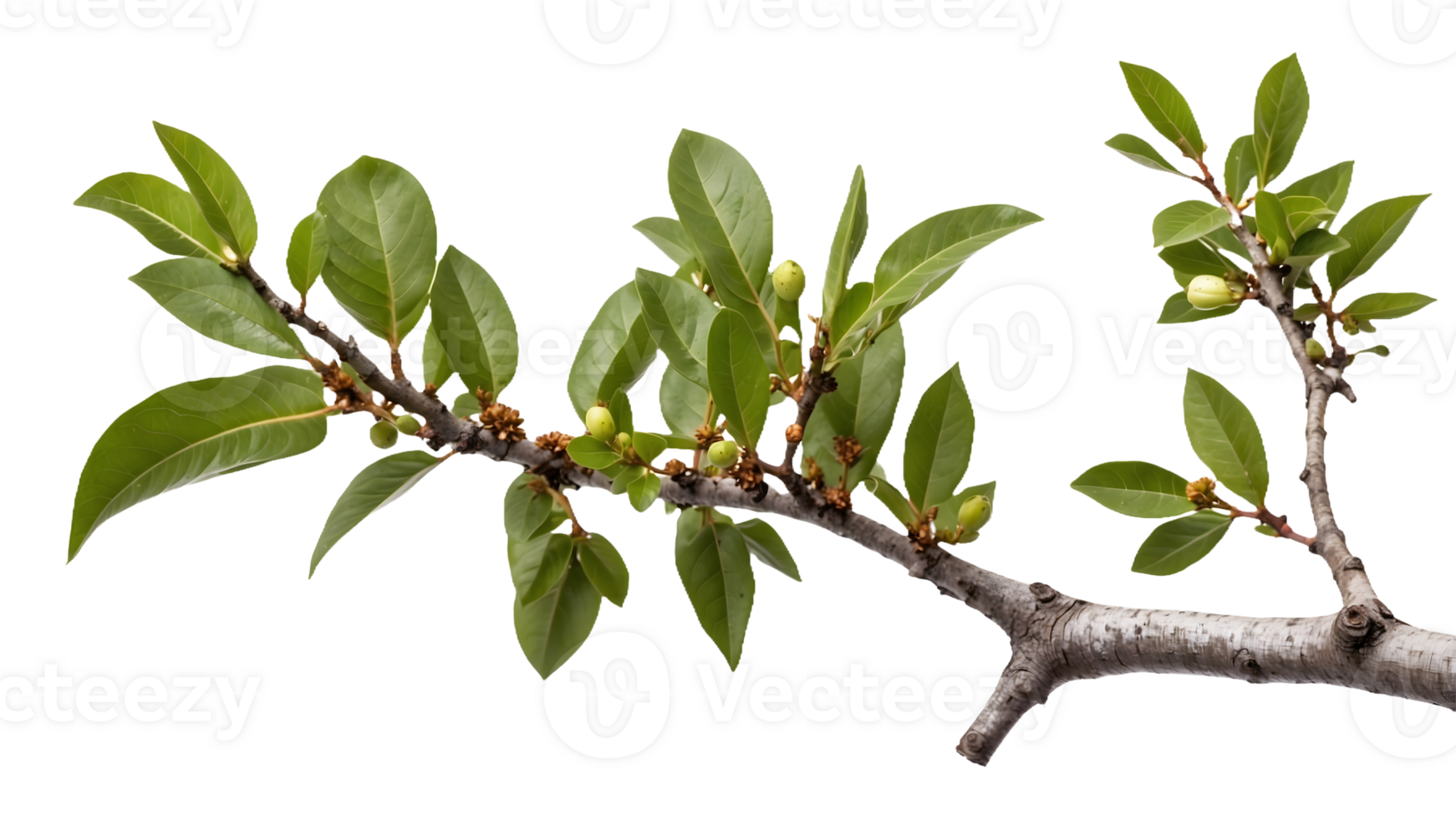 a branch of a tree with the flowers of the cherry Isolated on a Transparent Background for Natural png