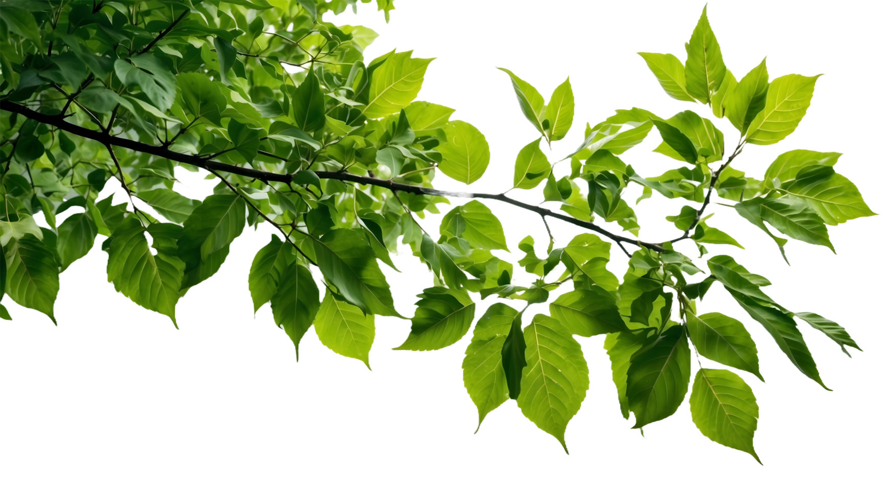 a branch of a tree with green leaves and a Transparent Background png