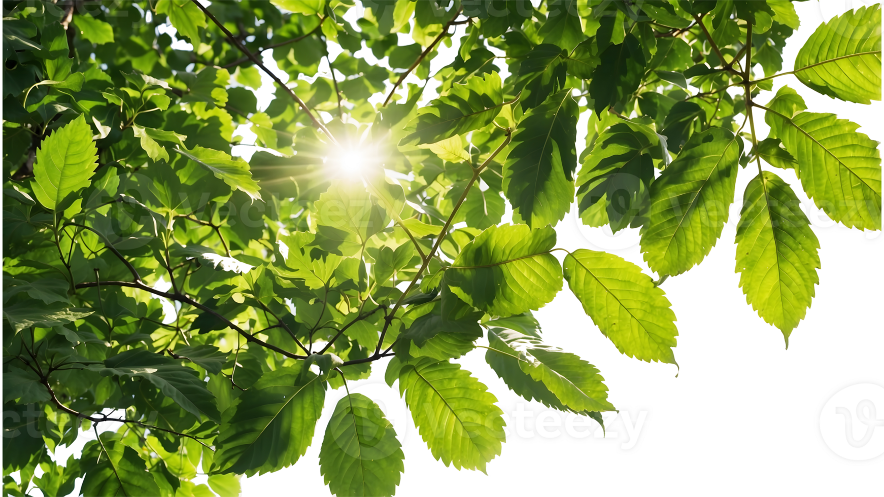 the sun shines through the leaves of a tree Isolated on a Transparent Background for Natural Decor png