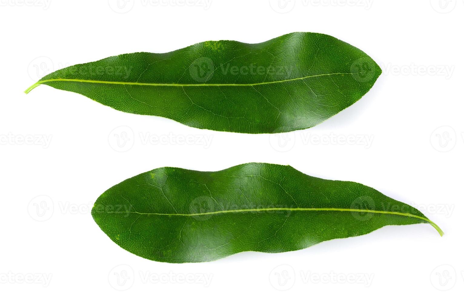 Fresh Macadamia nuts isolated on a white background photo