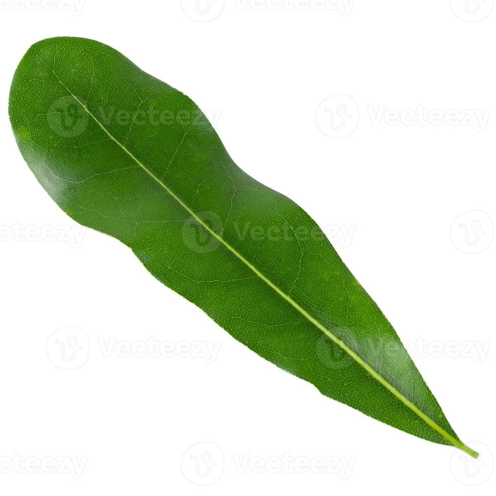 Green Macadamia leaves isolated on a white background photo