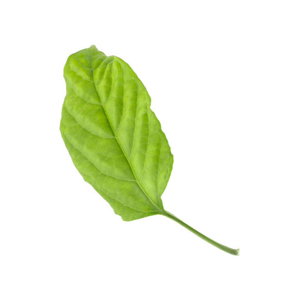 Green leaf isolated on a white background photo
