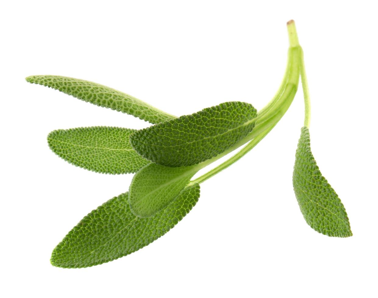 Sage plant isolated on a white background photo
