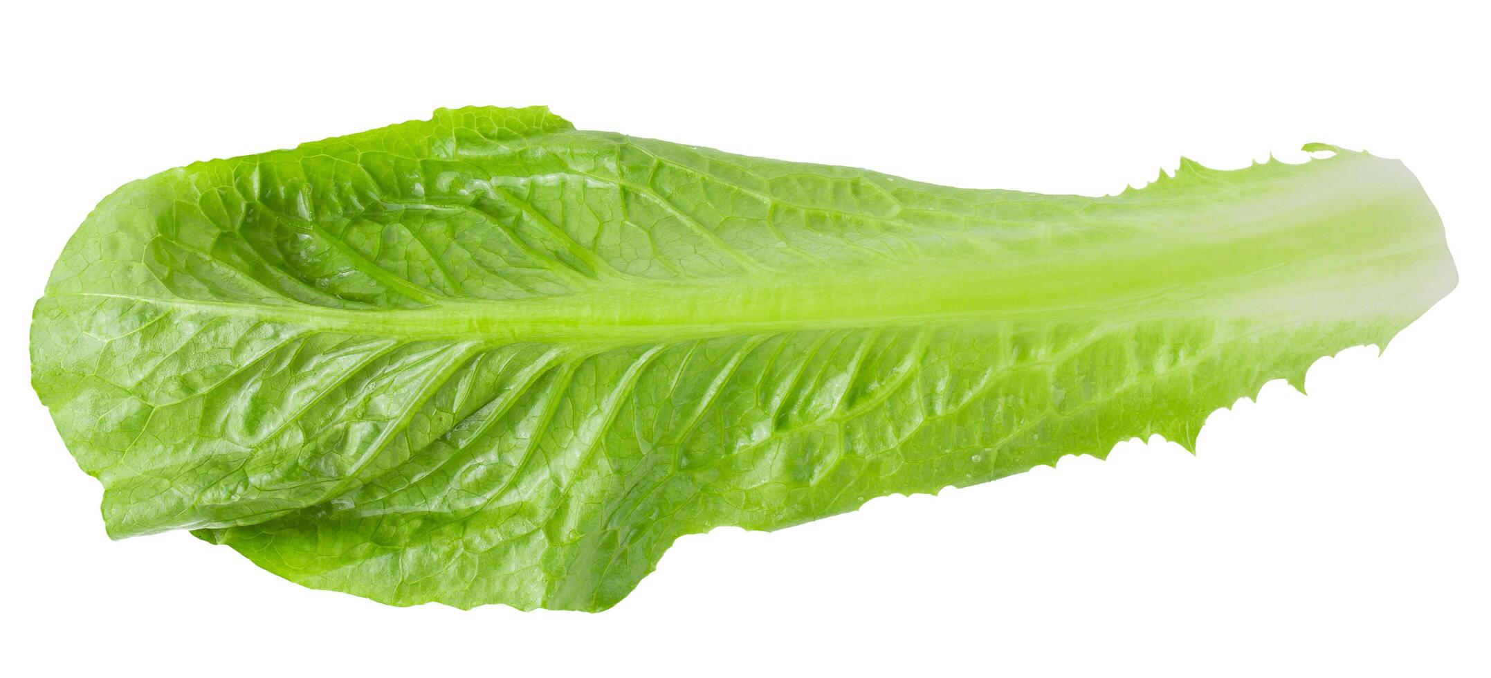 Cos Lettuce Isolated over the White Background. photo