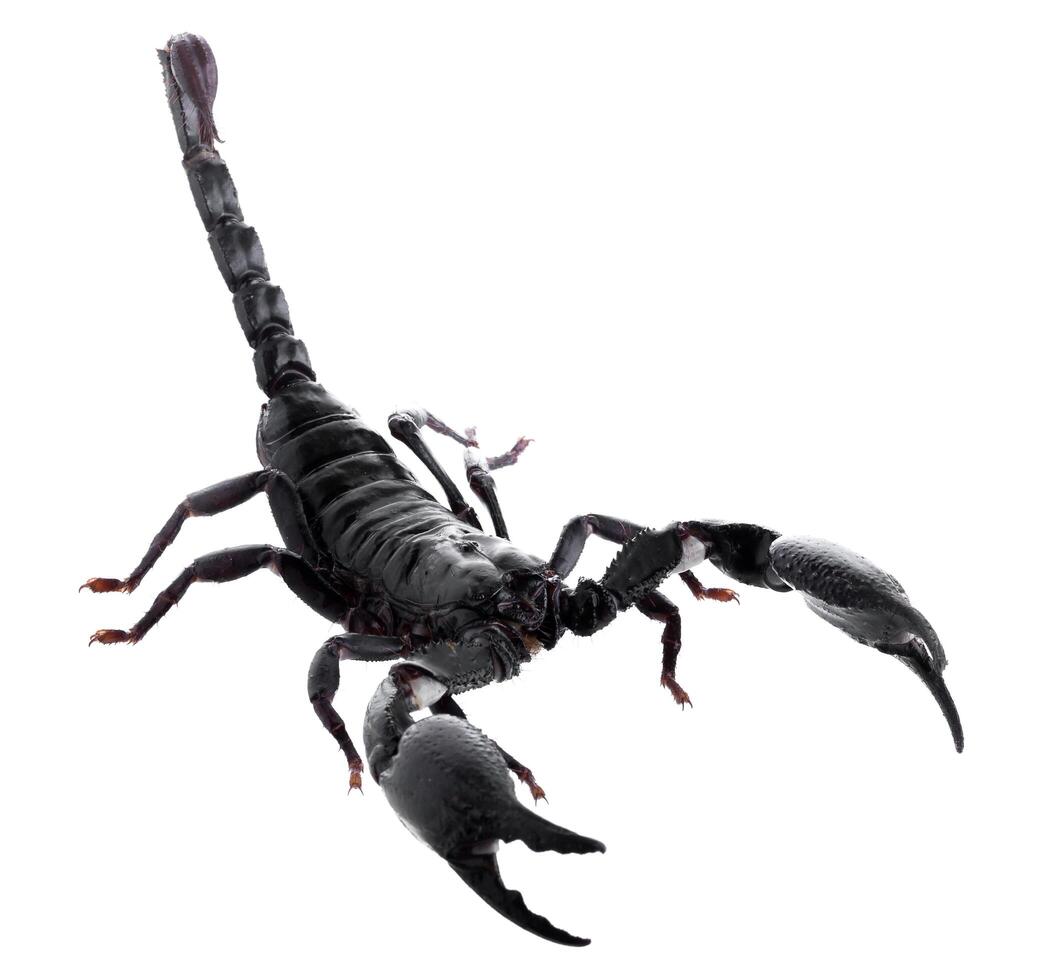Black scorpions isolated on a white background photo