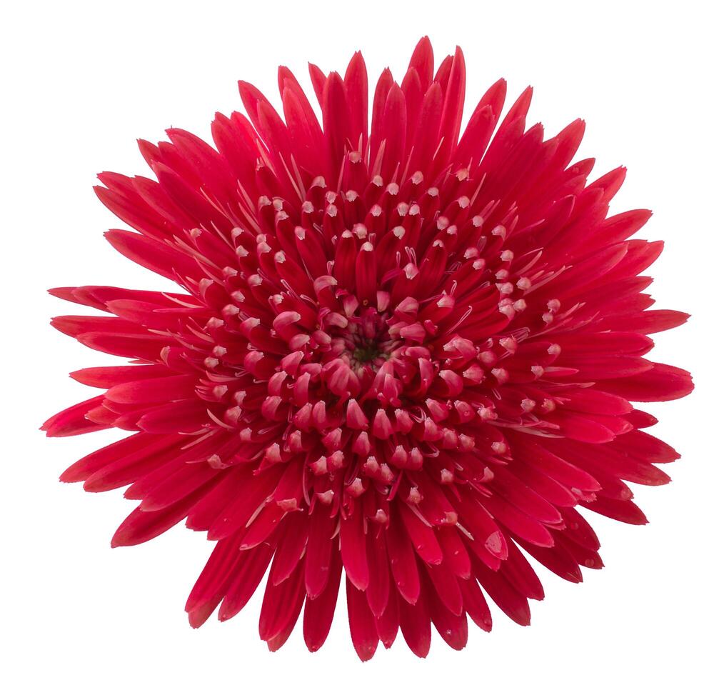 Barberton daisy, Gerbera daisy flower isolated on White Background. photo
