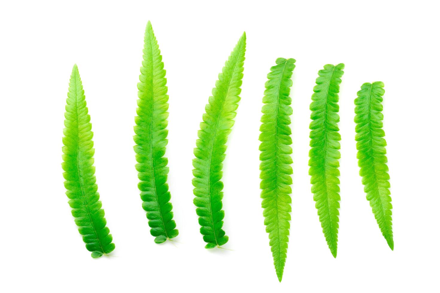 Fresh Fern branch isolated on a white background photo
