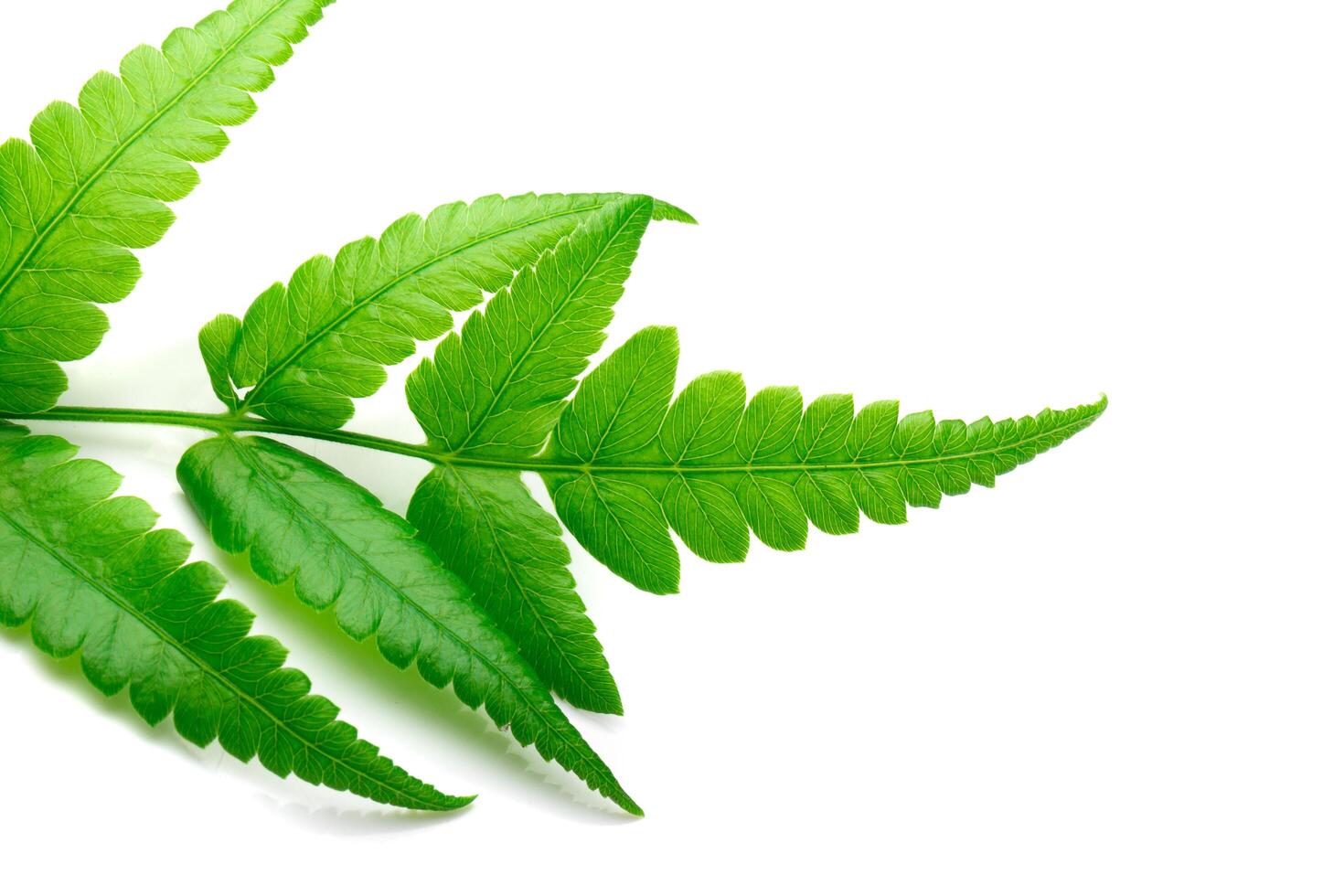 Fresh Fern branch isolated on a white background photo