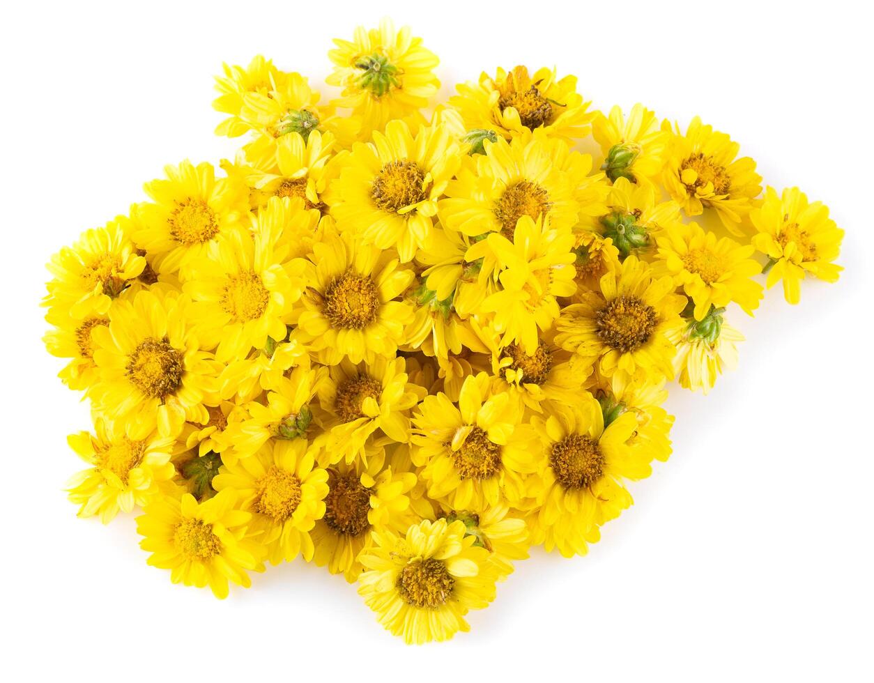 Yellow Chrysanthemum flowers isolated on white background photo