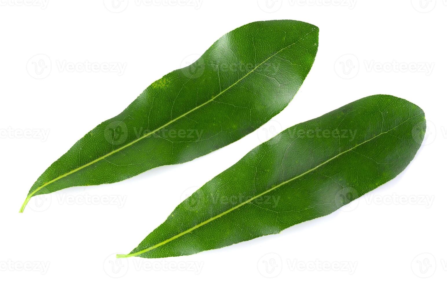 Fresh Macadamia nuts isolated on a white background photo