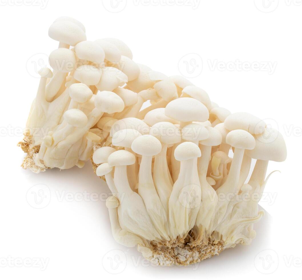 Bunapi mushroom, White beech mushrooms, Shimeji mushroom, Edible mushroom isolated on white background photo