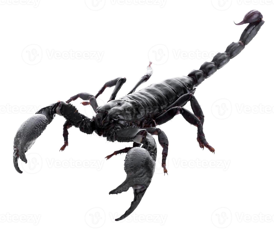 Black scorpions isolated on a white background photo