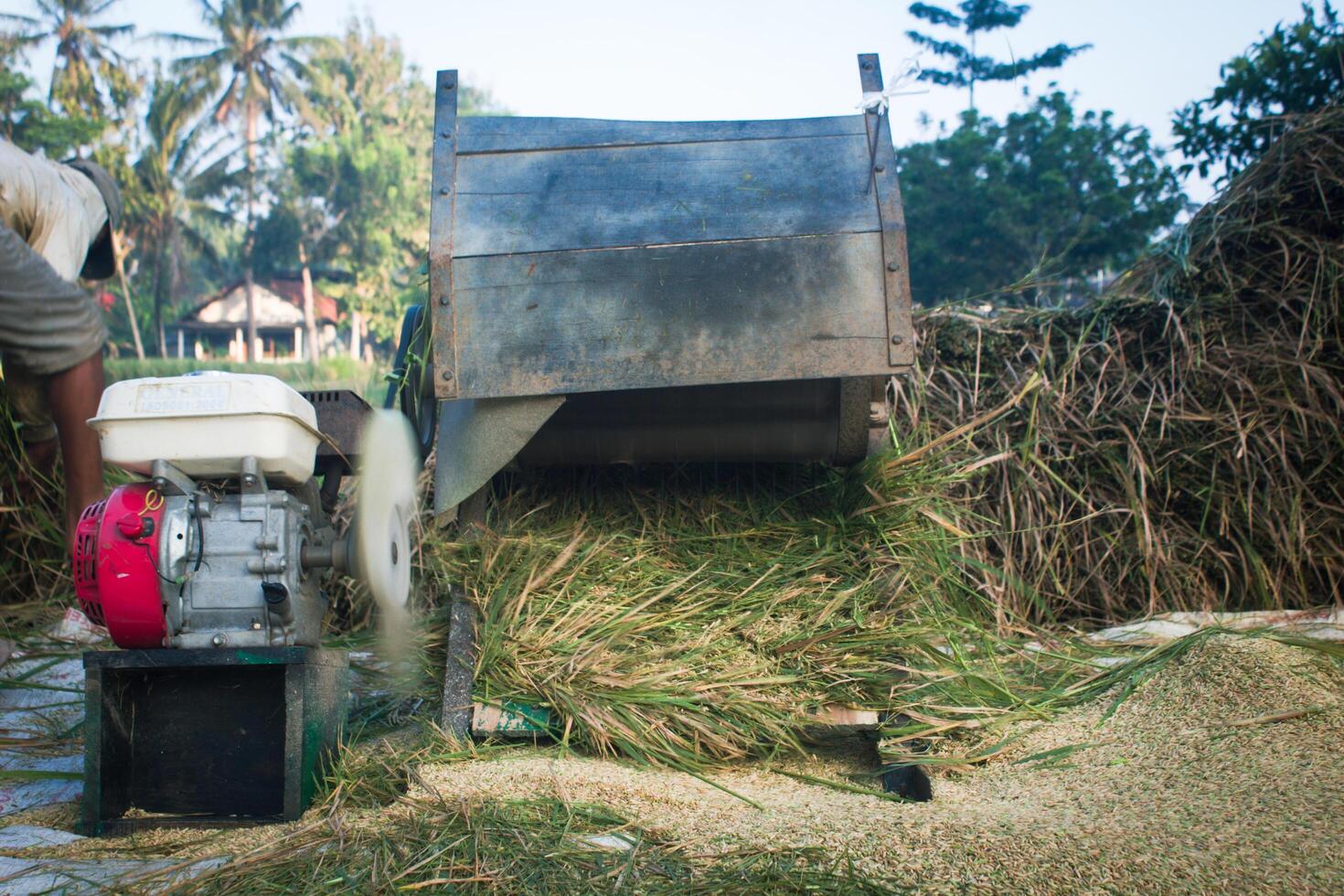harvesting rice with the traditional machine in the southeast Indonesia in the rice field. Traditional tools photo