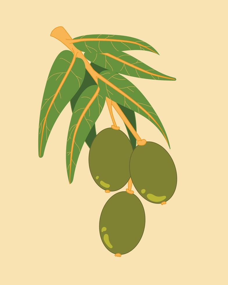 olive branch with leaves illustration vector