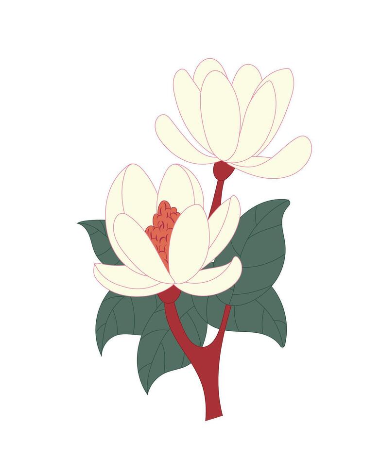 Pink and White Magnolia Botanical Pictures illustration vector