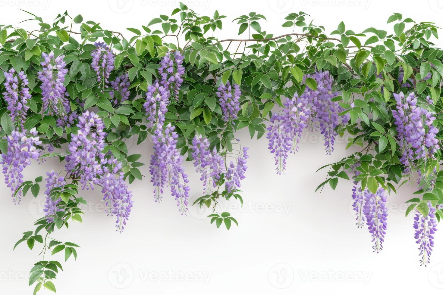 Beautiful cascading wisteria blooms with green leaves against a plain background during springtime photo