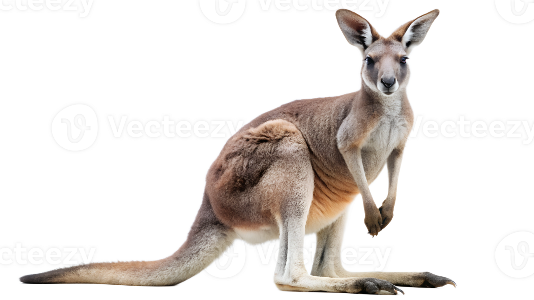 Kangaroo standing isolated, Australian wildlife marsupial animal with strong tail and large ears, native fauna, transparent file png