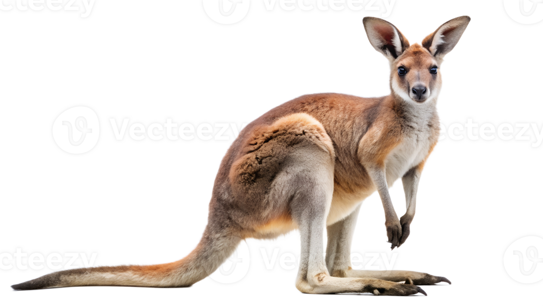 Alert kangaroo in seated position, Australian marsupial animal with big ears and long tail, wildlife close-up, transparent file png
