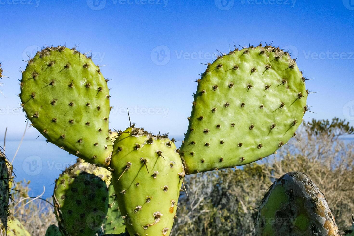 Flat, spiny stem of Opuntia spiny cactus on a mountain on Catalina Island in the Pacific Ocean, California photo