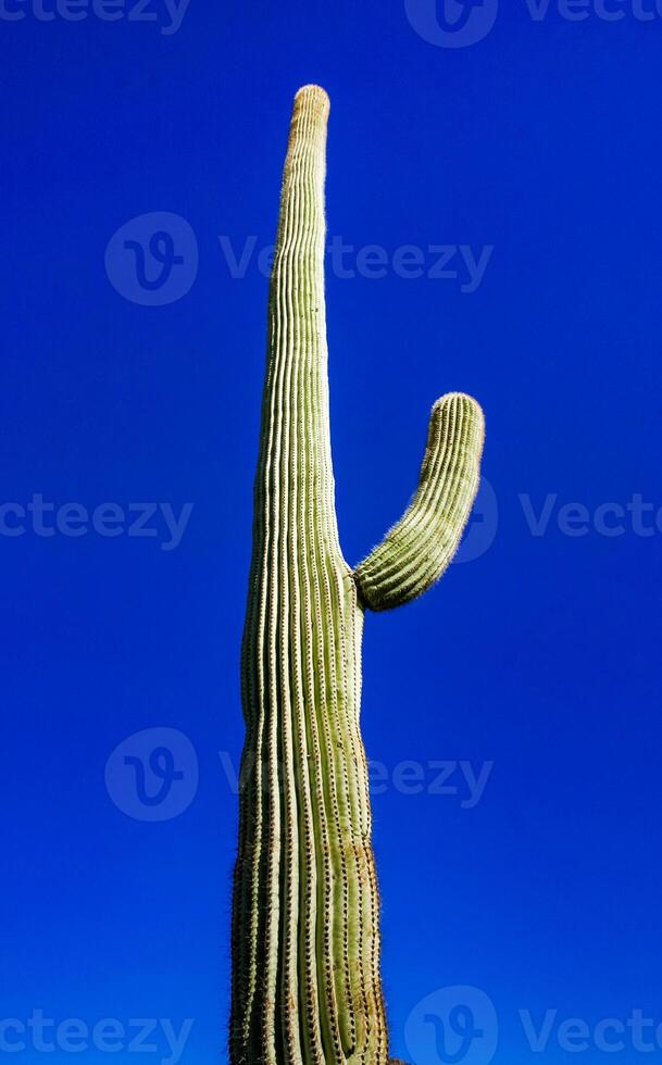 Desert landscape with cacti Carnegiea gigantea and other succulents in Organ Pipe NP, Arizona photo