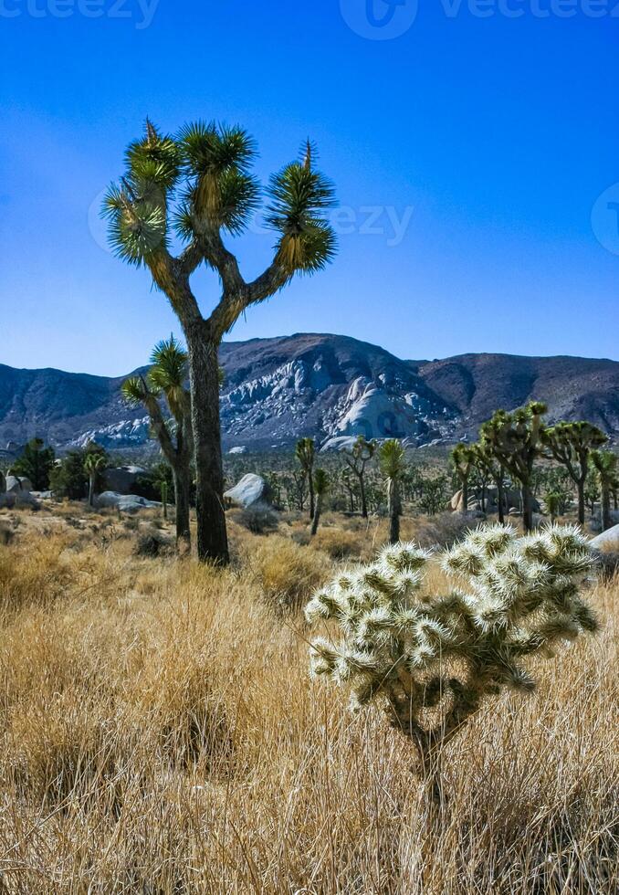Yucca and Teddy-bear cholla Cylindropuntia bigelovii - desert landscape, large thickets of prickly pear cactus with tenacious yellowish spines in Joshua Tree NP, California photo