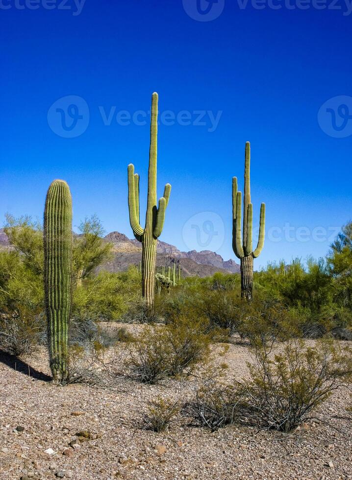 Desert landscape with cacti Carnegiea gigantea and other succulents in Organ Pipe NP, Arizona photo