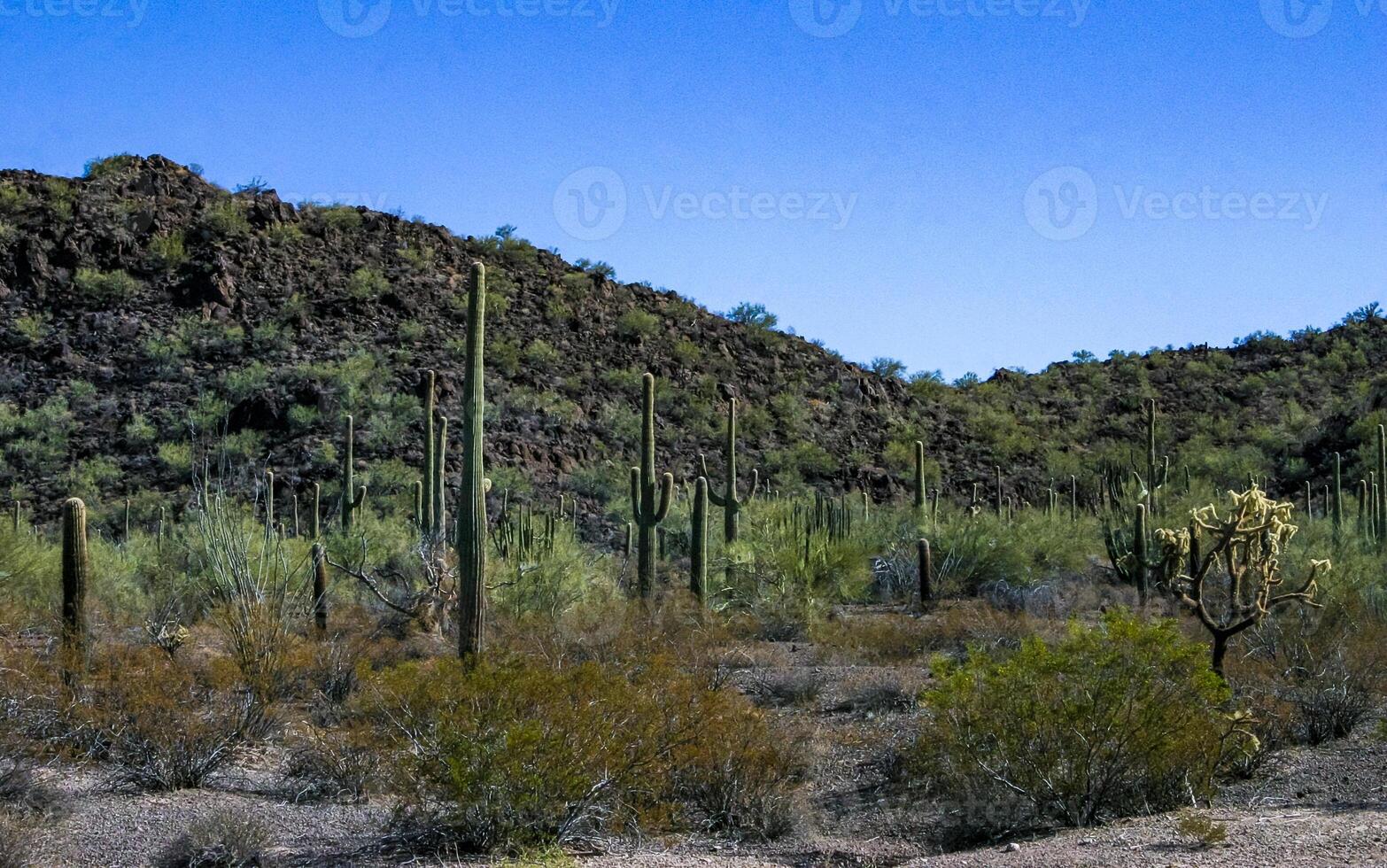 Desert landscape with cacti Stenocereus thurberi, Carnegiea gigantea and other succulents in Organ Pipe NP photo