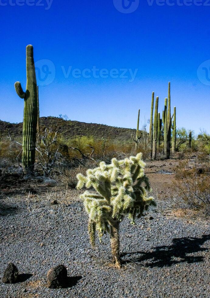 Carnegiea gigantea and Teddy-bear cholla Cylindropuntia bigelovii - desert landscape, large thickets of prickly pear cactus with tenacious yellowish spines in Joshua Tree NP, California photo