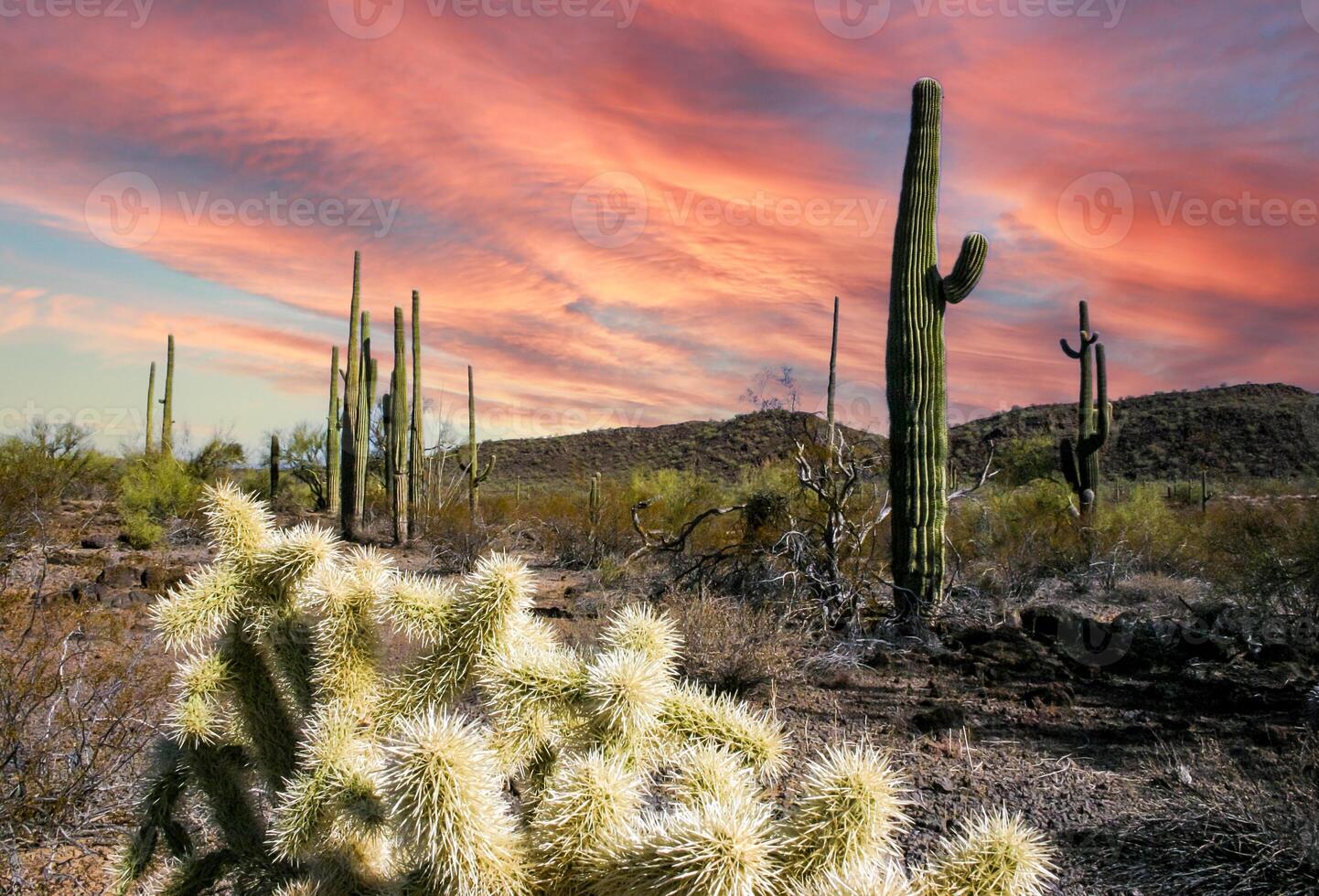 Carnegiea gigantea and Teddy-bear cholla Cylindropuntia bigelovii - desert landscape, large thickets of prickly pear cactus with tenacious yellowish spines in Joshua Tree NP, California photo