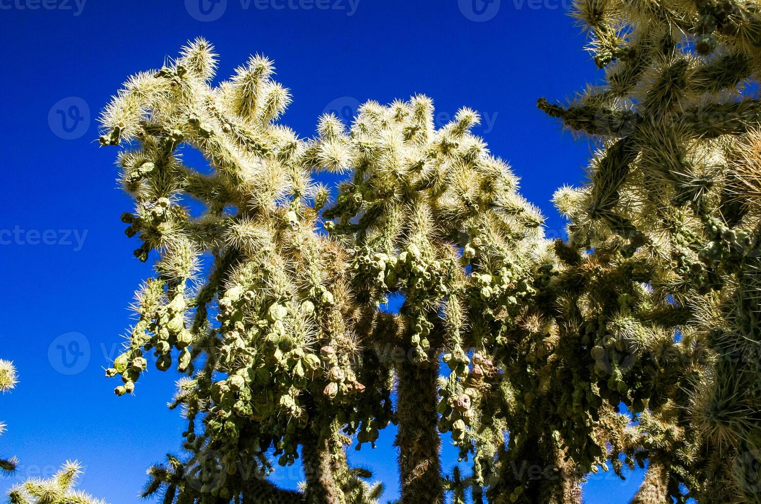 Teddy-bear cholla Cylindropuntia bigelovii - desert landscape, large thickets of prickly pear cactus with tenacious yellowish spines in Joshua Tree NP, California photo