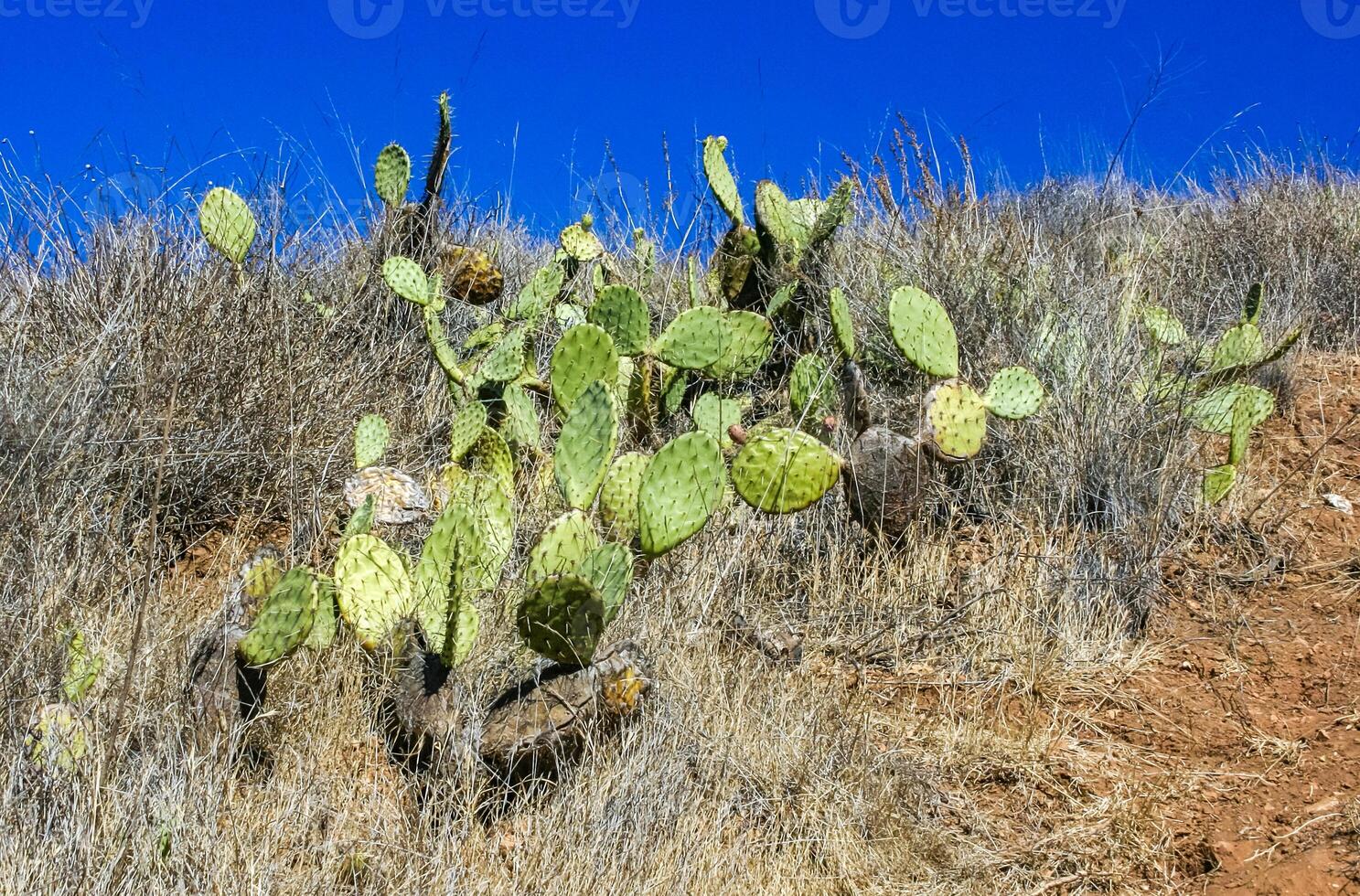 Opuntia cacti on the slopes of the mountains on Catalina Island in the Pacific, California photo