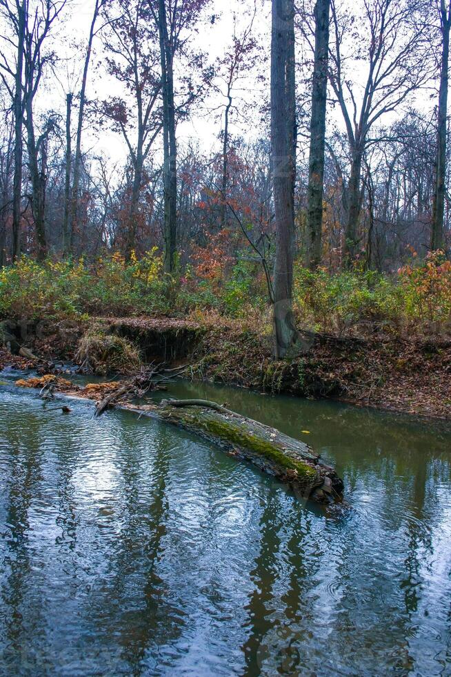 Autumn forest in a public park, old trees growing along a small river falling into the water, NJ photo