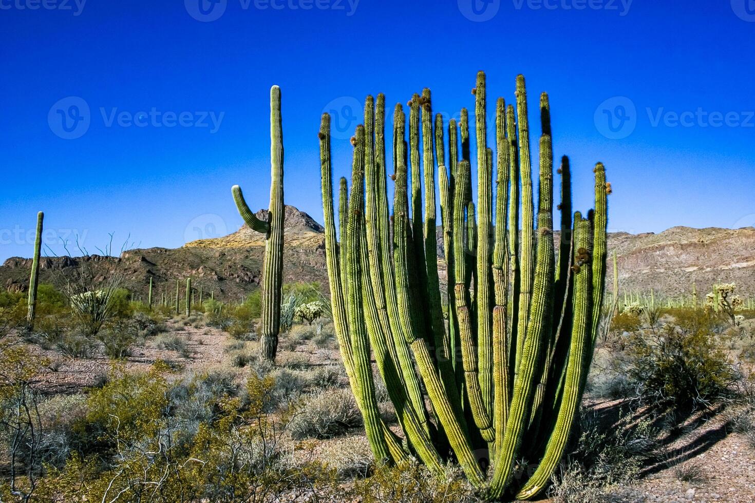 Desert landscape with cacti, Stenocereus thurberi, Carnegiea gigantea and other succulents photo