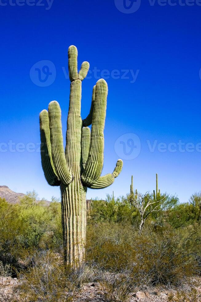 Desert landscape with cacti Carnegiea gigantea and other succulents in Organ Pipe NP, Arizona photo