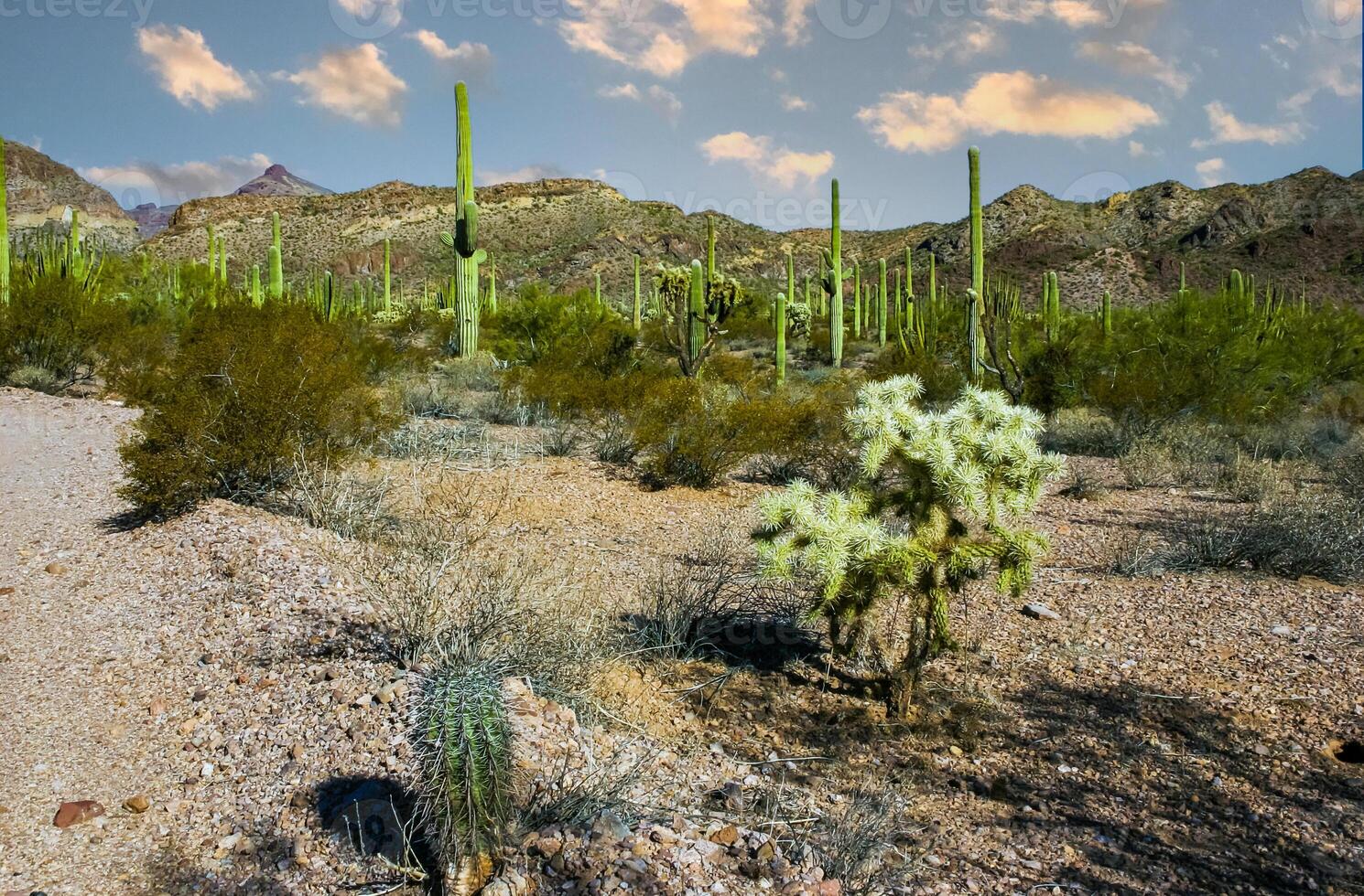 Carnegiea gigantea and Teddy-bear cholla Cylindropuntia bigelovii - desert landscape photo