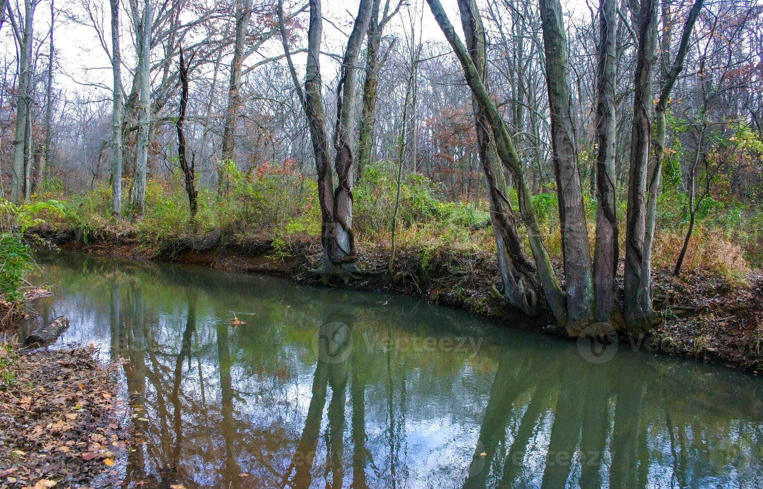 Autumn forest in a public park, old trees growing along a small river falling into the water, NJ photo