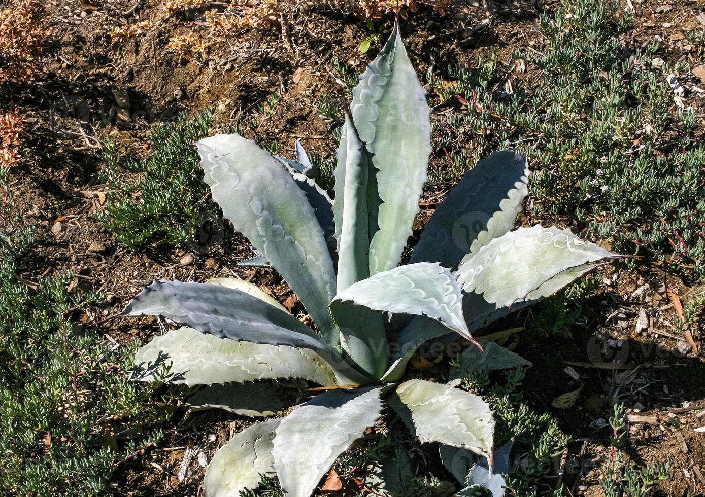 Agave with succulent leaves on a flowerbed in the interior of a casino on Catalina Island in the Pacific Ocean, California photo