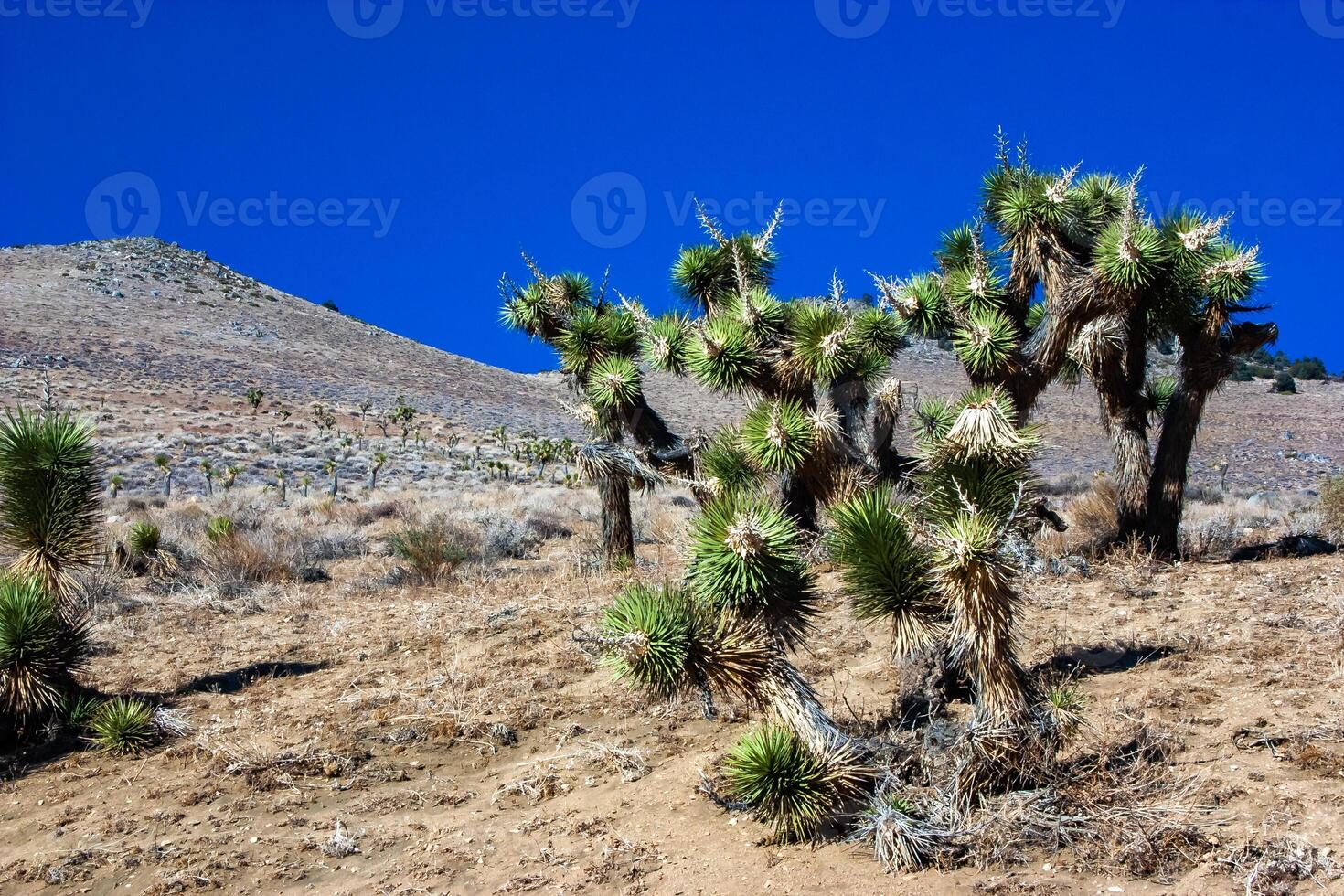 Joshua tree, palm tree yucca Yucca brevifolia, thickets of yucca and other drought-resistant plants on the slopes of the Sierra Nevada mountains, California, USA photo