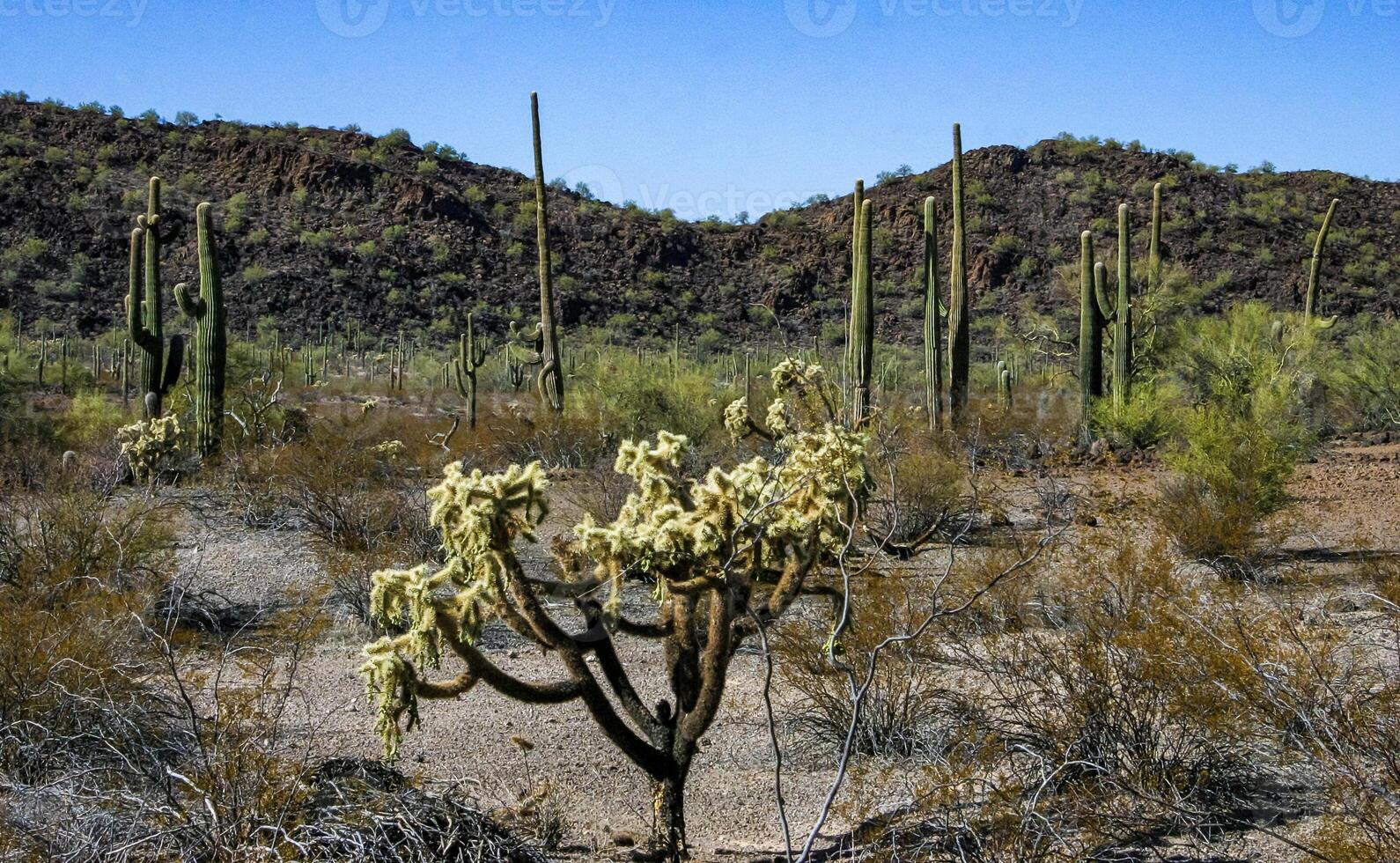 Carnegiea gigantea and Teddy-bear cholla Cylindropuntia bigelovii - desert landscape, large thickets of prickly pear cactus with tenacious yellowish spines in Joshua Tree NP, California photo