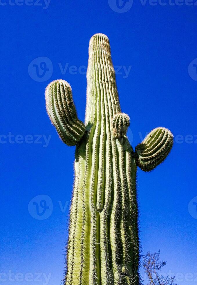 Carnegiea gigantea - giant cactus against a blue sky in the rock desert in Organ Pipe National Park, Arizona photo