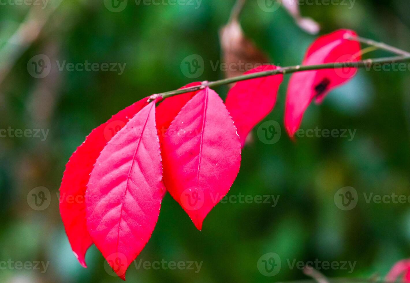 Red leaves of a tree in a forest in autumn in suburban New Jersey, USA photo