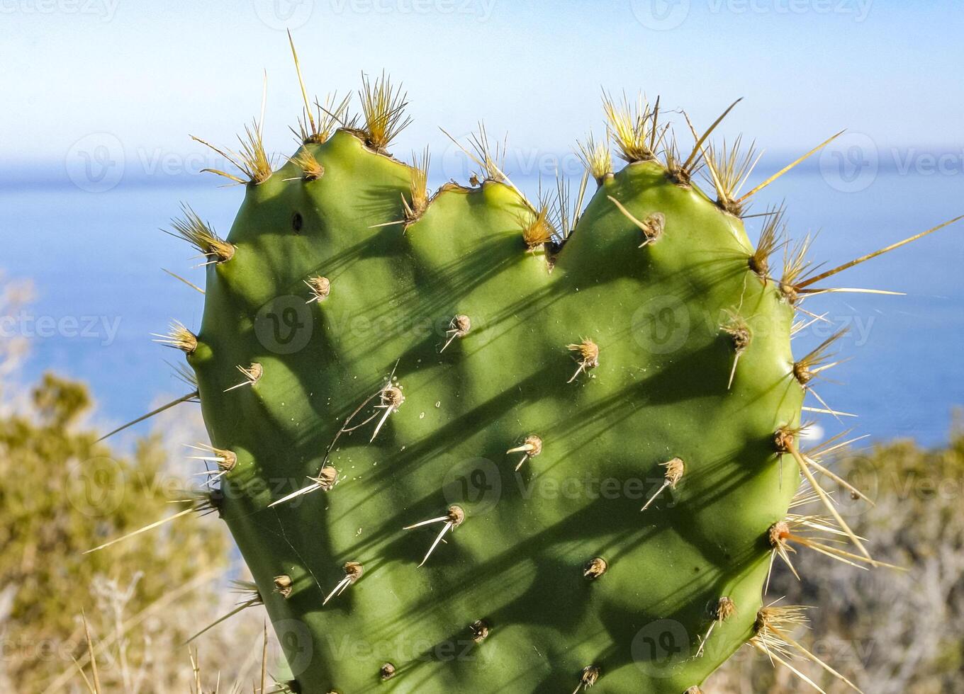 Flat, spiny stem of Opuntia spiny cactus on a mountain on Catalina Island in the Pacific Ocean, California photo