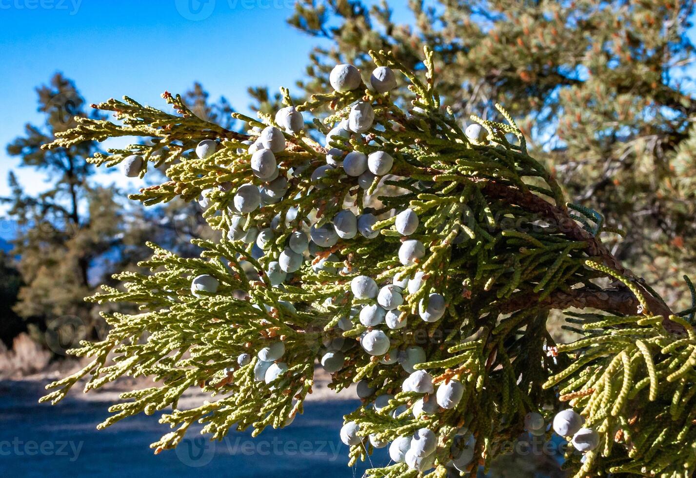 Leaves and cones western juniper Juniperus occidentalis, coniferous plant on the stone rocks of the mountain, Sierra Nevada Mountains, California, USA photo