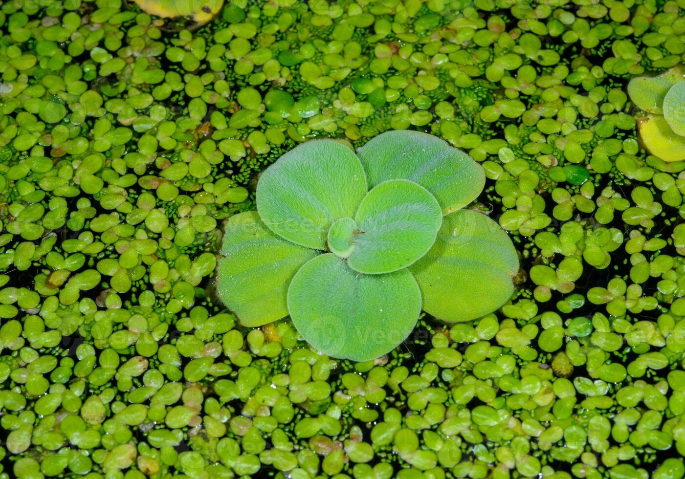 Pistia stratiotes - swims among aquatic plants rootless duckweed Wolffia arrhiza and duckweed Lemna turionifera, pond photo