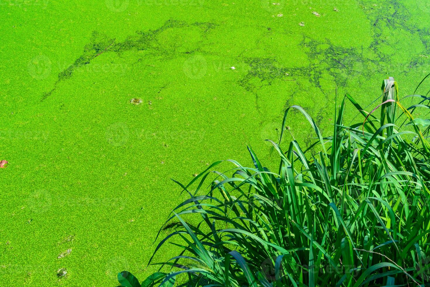 A pond with floating algae duckweed and lake reed with leaves sticking out of the water, casting shadows on the algae. photo