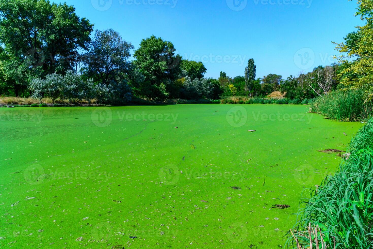 The serene landscape depicts a green lake with floating aquatic vegetation from Lemna and Wolffia, a park in Odessa photo