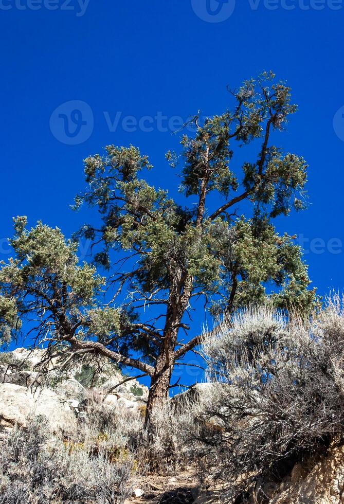 Conifers and other drought-resistant plants grow on the clay and stone rocks of the mountain at the pass in the Sierra Nevada Mountains, California, USA photo