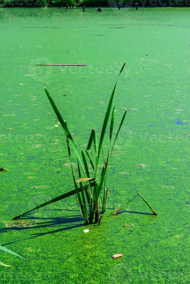 Aquatic plant in a lake, the surface of the water in which is covered with green Duckweed and Wolffia algae, Odessa park photo