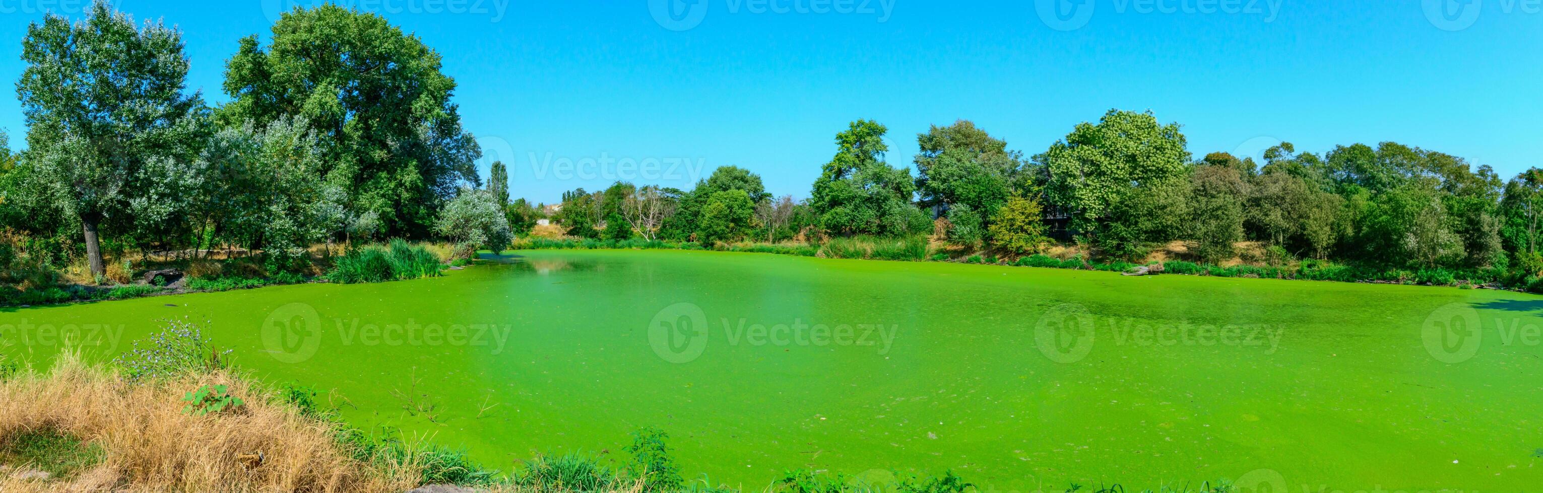 The serene landscape depicts a green lake with floating aquatic vegetation from Lemna and Wolffia, a park in Odessa photo