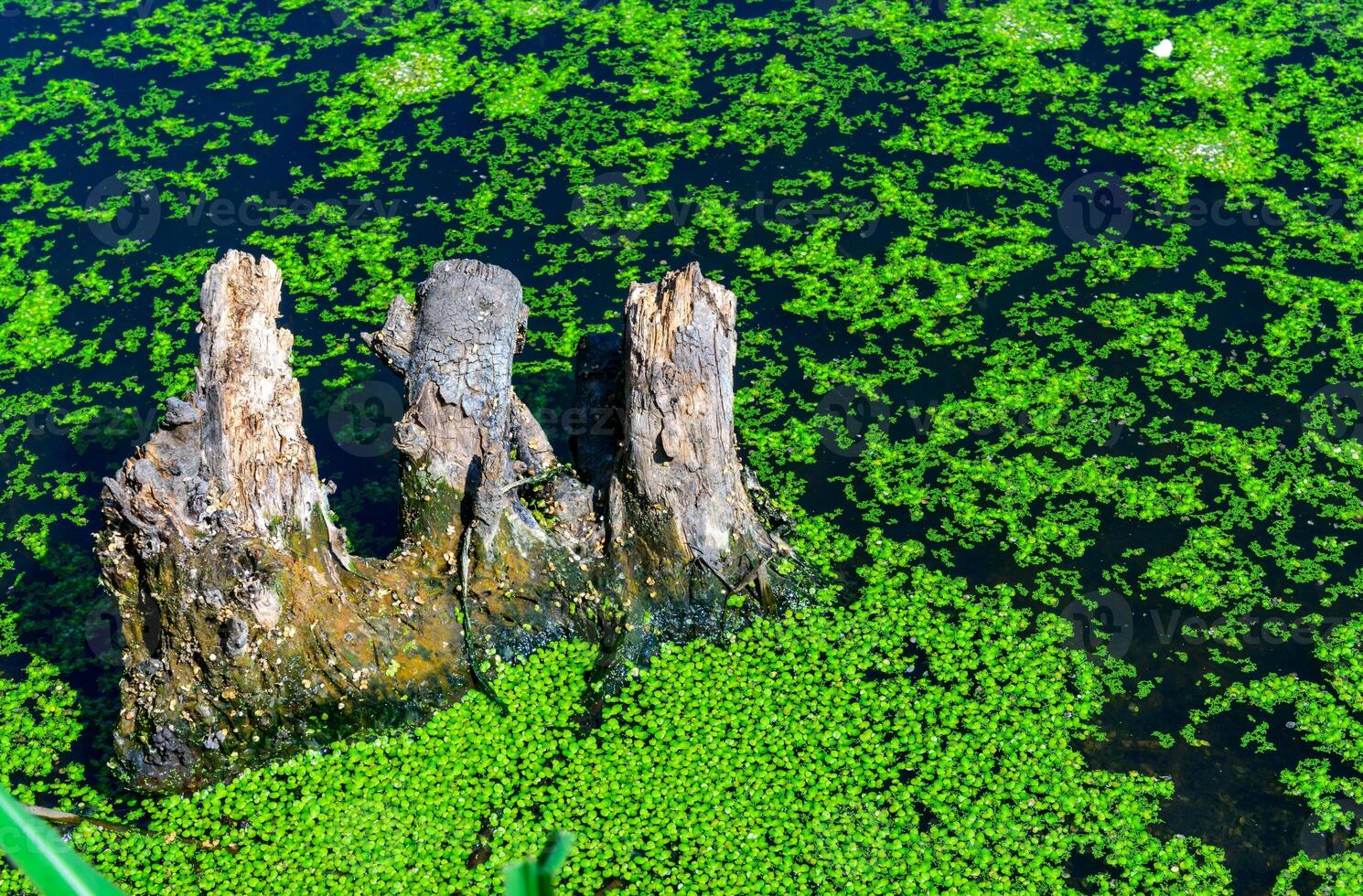Dry driftwood in the Pond with floating algae Duckweed and Wolffia sp. covering the water surface photo